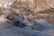 Cá sấu đói điên cuồng đớp thú rừng hoang dã