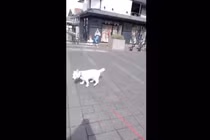 Kỳ lạ chú chó điếc điên cuồng nhảy theo nhạc