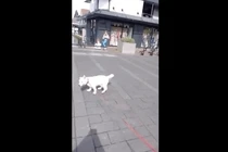 Kỳ lạ chú chó điếc điên cuồng nhảy theo nhạc