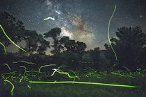 Ngoạn mục cảnh đom đóm sáng rực trời đêm