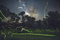 Ngoạn mục cảnh đom đóm sáng rực trời đêm