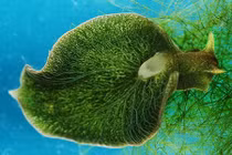 Xem loài sên kỳ lạ quang hợp như lá xanh