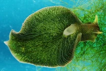 Xem loài sên kỳ lạ quang hợp như lá xanh