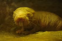 Những loài có tình cảm anh em ấn tượng nhất tự nhiên