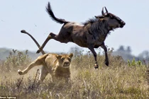 Linh dương đá bay sư tử chạy thoát thân ngoạn mục