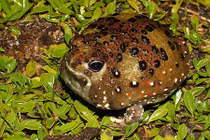 Loài ếch lạ tự biến thành nam châm... hút mồi