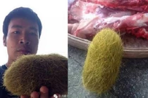 Phát hiện trứng lạ giá 21 tỉ trong bụng lợn gây sốc