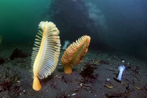 Hình ảnh đẹp tuyệt mỹ về con bút biển