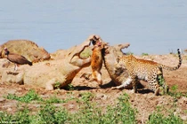 Báo chột mắt quyết chiến cá sấu khổng lồ cướp mồi