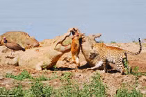 Báo chột mắt quyết chiến cá sấu khổng lồ cướp mồi