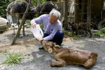 “Dị nhân” một mình ở lại đất chết chăm sóc động vật