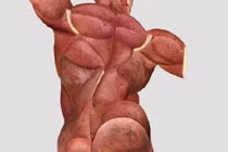 Kinh ngạc hình ảnh cơ bắp của củ, quả