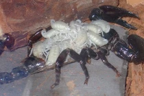 10 bà mẹ động vật nhìn dữ nhưng cực kỳ tình cảm