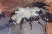 10 bà mẹ động vật nhìn dữ nhưng cực kỳ tình cảm