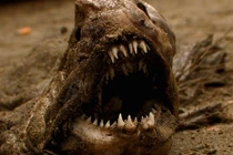 10 sinh vật kỳ dị là cơn ác mộng với con người