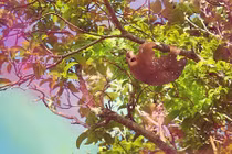 Lạ kỳ động vật hoang dã từ trái cây, rau củ