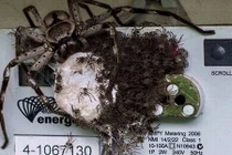 Khiếp đảm nhện khổng lồ và con bu kín đồng hồ điện