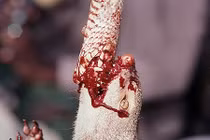 Rắn hổ mang chúa đánh nhau sống còn với cầy mangut