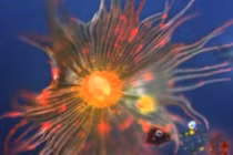 Ảnh kính hiển vi nội soi bí ẩn thế giới quanh ta