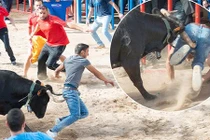 Bò tót hung hãn húc người thủng mông 