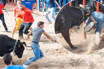 Bò tót hung hãn húc người thủng mông 