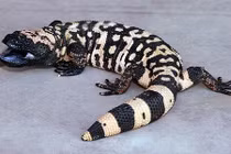 10 loài động vật di chuyển chậm nhất thế giới