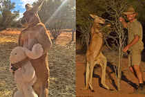 Kangaroo cơ bắp như lực sỹ thích chơi... thú bông
