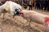 Tàn khốc cảnh cừu chọi nhau bay cả sừng ở Trung Quốc 