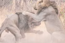 Sư tử anh bị dần chí tử vì định “tòm tem em dâu“