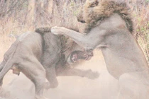 Sư tử anh bị dần chí tử vì định “tòm tem em dâu“