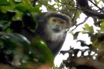 Linh trưởng ở Việt Nam có nguy cơ tuyệt chủng đầu tiên