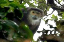 Linh trưởng ở Việt Nam có nguy cơ tuyệt chủng đầu tiên