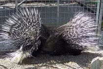 Những món quà Valentine “siêu độc” của động vật