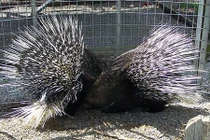 Những món quà Valentine “siêu độc” của động vật