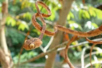 Choáng với những con rắn mỏng như sợi dây trên thế giới