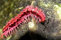 7 loài động vật có khả năng siêu phàm khó tin