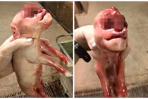 Thấy thêm quái thai lợn mặt người với “của quý” trên đầu