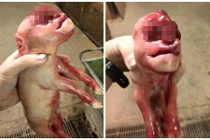 Thấy thêm quái thai lợn mặt người với “của quý” trên đầu