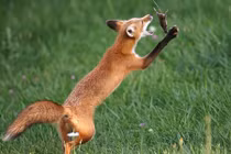 Ảnh động vật ấn tượng: Cáo tung hứng chuột trên không