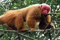 Quảng Bình tiếp nhận cứu hộ khỉ mặt đỏ quý hiếm
