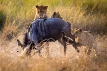 Bài học săn mồi tàn khốc mà sư tử cái dạy con