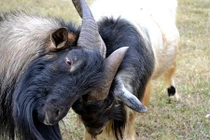 Những màn tử chiến đồng loại kinh hoàng của dê 