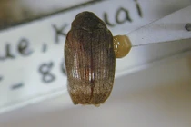 Soi loài côn trùng “lạ” phát hiện trong lạc nhập khẩu