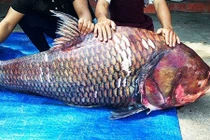 Bắt được cặp đôi cá hô khổng lồ cực đắt giá