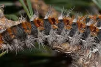 Rợn người tập tính “quái gở đến đáng sợ” của côn trùng