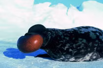 Điểm danh động vật kỳ dị sắp tuyệt chủng (1)