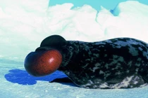 Điểm danh động vật kỳ dị sắp tuyệt chủng (1)