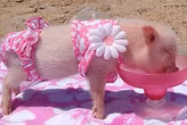 Chết mê những siêu mẫu heo yêu nhất quả đất