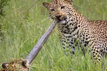 Rợn người báo đốm kéo trăn khổng lồ như kéo co