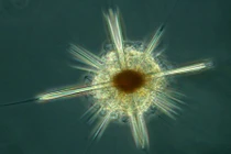 Top sinh vật biển đẹp tựa sao dưới đại dương 